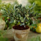 Ulivo Hardy Bonsai Semi Hardy Piante In Vaso Piante Da Interno Colonna Frutta Ulivo Bonsai Albero Frutta Fresca Piante Esotiche Alberi Da Frutto Regali Del Giardiniere 10 Semi Di Olivo