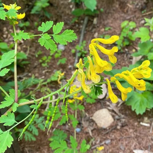 50 pz Semi di speronella, Corydalis solida, semi di prato fiorito fiori da balcone aiuola rialzata erbe da giardino, semi biologici balcone del giardino delle erbe semi di fiori regalo
