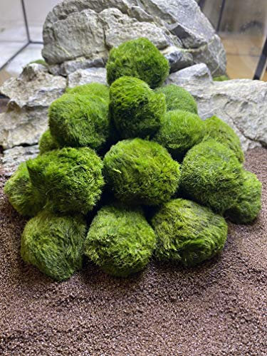 Topbilliger Pflanzen Mooskugeln 5X - 3-4 cm - natürlicher Biofilter für`s Aquarium