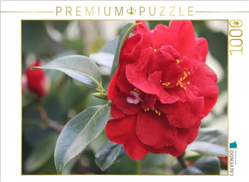 CALVENDO Puzzle Dr. Burnside | 1000 Teile Lege-Größe 64 x 48 cm Foto-Puzzle für glückliche Stunden