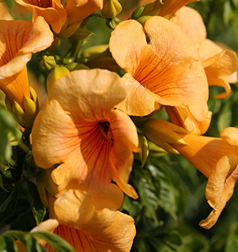 Große Klettertrompete Summer Jazz Gold 40-60cm - Campsis tagliabuana - lebende Gartenpflanze aus den Baumschulen