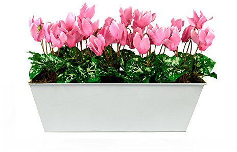 GreenBrokers Zuchtset Limited Künstliche Rosa Alpenveilchen Window Box, weiß Zinn durch Container Übertopf 45 cm