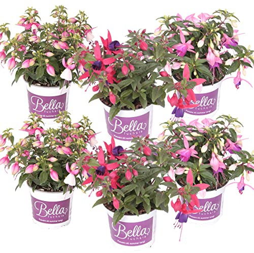 6x Fuchsia Bella Mix - Glockenpflanze aufrecht - Einjährige Pflanze - ⌀10,5 cm - 15-20 cm