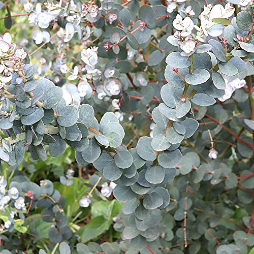 Eucalyptus gunnii Azura - Cider Gum | Outdoor Garden Ready Evergreen Tree Plants | 20-30cm Potted
