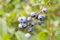 Vaccinium corymbosum 'Elisabeth' 40-60 cm - Heidelbeere, weiße Blüten, Blütezeit Mai, große süße Früchte, ideal für Naschgarten, winterhart und pflegeleicht