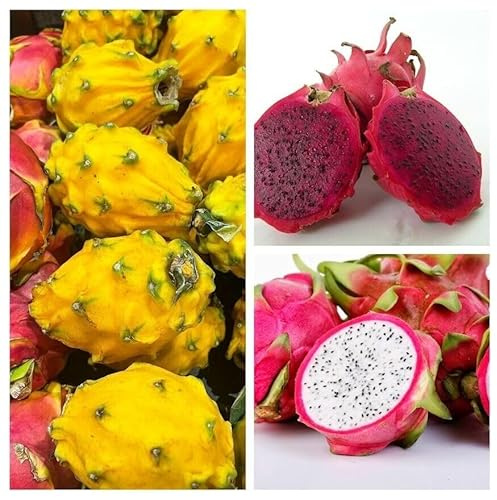 Drachenfrucht Paket aus 3 Sorten - Pitahaya - Dragon Fruit 25+ Samen - V 182