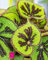 Plante de Begonia Masoniana - en pot - Ø 12 cm - H. 25/30 cm