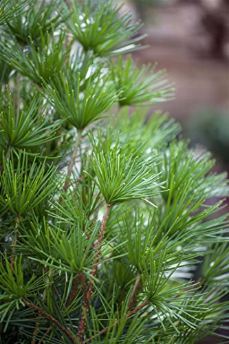 Sciadopitys verticillata 30-40 cm - Japanische Schirmtanne, immergrün, dekorative Nadeln, ideal für Kübel und Gärten, pflegeleicht und winterhart