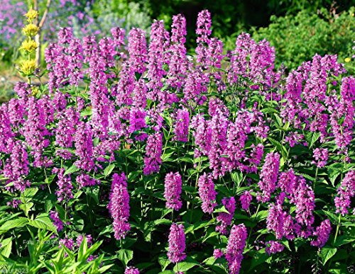 Pinkdose 100 Seeds: Catmint Seeds - 'Pink Cat'- Nepeta nervosa - Compact, heat tolerant,Perennial (100 Seeds)