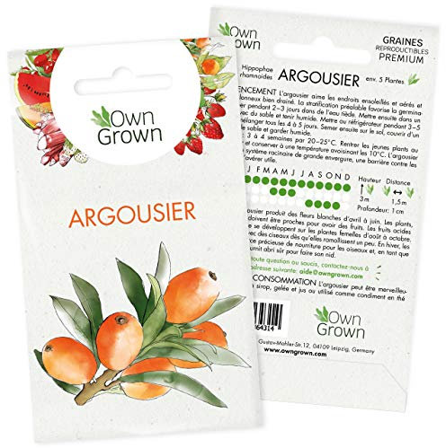 Graines d'Argousier : Kit semences d'Argousier pour environ 5 semis à planter et faire pousser - Graine d'arbre fruitier, fruit du jardin - Graines potager de qualité supérieure par OwnGrown