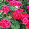 200pcs / bag Gerani rari misto semi di semi di colore semi di fiore Appleblossom Rosebud Pelargonium perenne fiore 5