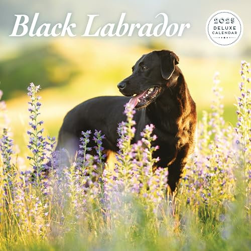 Labrador Black 2025 Deluxe Kalender
