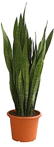 Dehner Bogenhanf, panaschierte Blätter, ca. 90-100 cm, Ø Topf 30 cm | Sansevieria zeylanica, Teufelszunge, sukkulente Zimmerpflanze, pflegeleicht, für helle Standorte