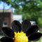 Haloppe 20 piezas de semillas de plantas de flores de dalia negra para plantar en el jardín del hogar, semillas de dalia negra para paisajismo raro semillas de plantas en maceta para patio Semillas