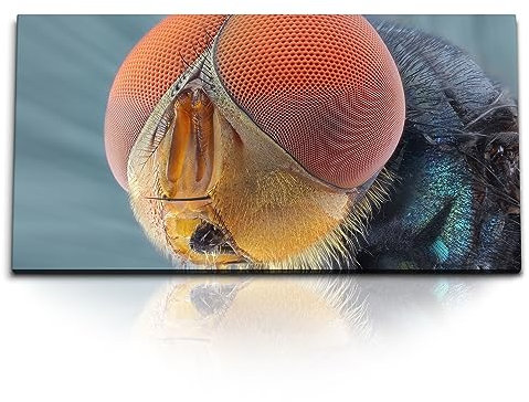 Paul Sinus Kunstdruck Bilder 120x60cm Makrofotografie Fliege Fliegenaugen Nahaufnahme Fotokunst