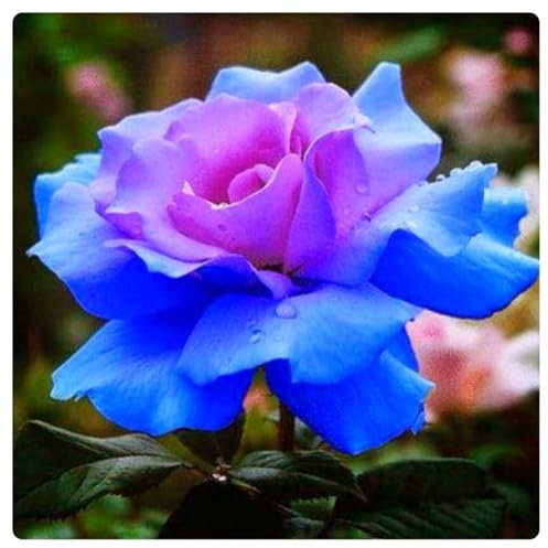 Rosenzwiebeln-Winterhart MehrjäHrig,Pflanzenzwiebeln,Rosenpflanzen In Angebot,Rosen Pflanzen,Rosen Pflanzen Winterhart,Rosenzwiebel,Rosenrhizom,Bonsai Pflanze,Gartenblumen-1zwiebeln-e