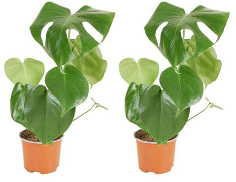 Bloomique - 2er Set - Monstera Deliciosa - Fensterblatt - Zimmerpflanzen - Pflegeleicht - Luftreinigend - Höhe 30-40 cm - Topf 12 cm