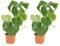 Bloomique - 2er Set - Monstera Deliciosa - Fensterblatt - Zimmerpflanzen - Pflegeleicht - Luftreinigend - Höhe 30-40 cm - Topf 12 cm
