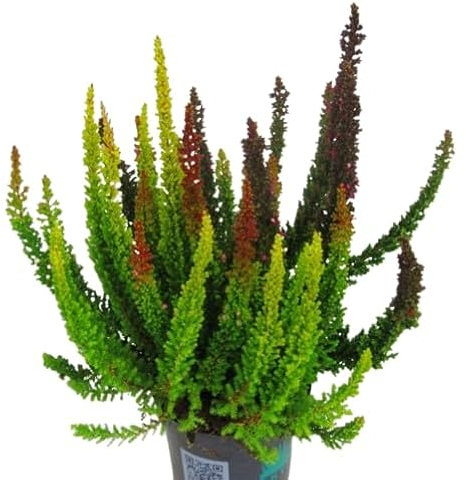 Brezo Natural Mix Planta Resistente para el Jardín Color No Definido