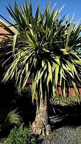 Portal Cool Pflanze Palme Yukka 15. Seeds AuÃŸen Garten Tropical! Name unbekannt! Sehr Hardy!