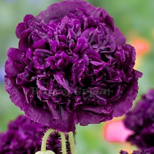 Poppy Double Violet Blush 500 Seeds + Plant tag + Freebie - Papaver somniferu