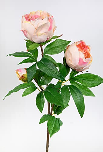 Pfingstrose Nature 68cm apricot-Peach GA Kunstblumen Seidenblumen künstliche Blumen Päonie