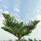 80 pcs zimmertanne samen - balkonpflanzen winterhart mehrjährig, pflanzen samen zimmertanne kaufen - Araucaria Heterophylla - topfpflanzen echt, outdoor pflanzen plants, geschenk garten