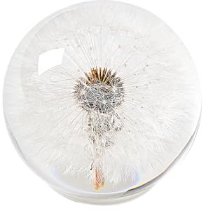 1st Heaven Echte Pusteblume im Glas, ewige Pusteblumen-Wunschkugel – Einzigartige Deko für Zuhause & Büro, Geburtstag, zur Hochzeit & zum Abschluss