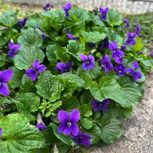 150 piezas semillas de violetas fragantes - exóticas resistentes, semillas de cobertura del suelo resistentes, Las jardín rocas son