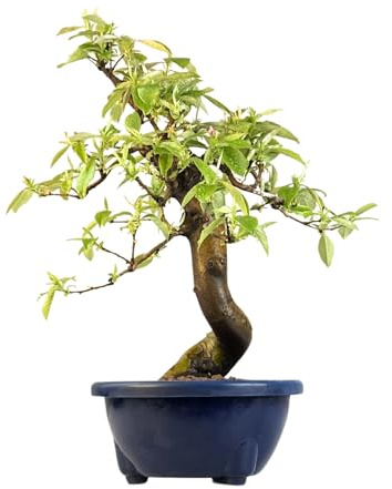 Chinesische Quitte Bonsai – Pseudocydonia sinensis – Outdoor Bonsai Baum – Blühender & Fruchttragender Bonsai – Premium Qualität
