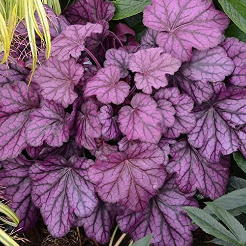 Heuchera Wild Rose Coral Bells Alum Root Evergreen Outdoor Perennial Garden Plants in Plant Pot (3 Litre Pot, 30-40cm)