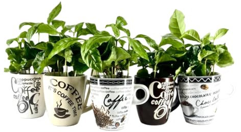 PIANTA DEL CAFFE' vera COFFEA in vaso ceramica 8 cm H16 CM FOTO REALE