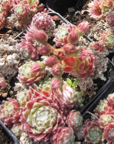 Garten-Hauswurz - Dachwurz - Donarsbart Silver Thaw - Sempervivum Silver Thaw Verpackungseinheit 1