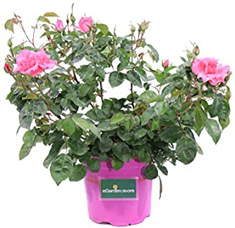 Pianta di Rosa Paesaggistica Pianta di Rosa rifiorente pianta da esterno pianta da giardino pianta di Rosa ornamentale pianta di Rosa vera venduta da eGarden.store (Rosa)