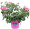Pianta di Rosa Paesaggistica Pianta di Rosa rifiorente pianta da esterno pianta da giardino pianta di Rosa ornamentale pianta di Rosa vera venduta da eGarden.store (Rosa)