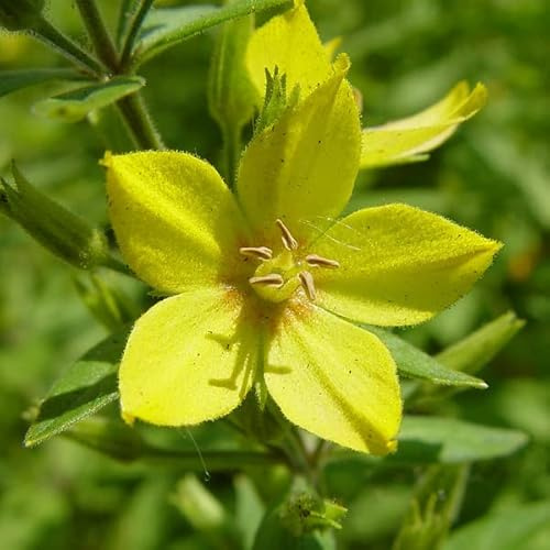 6 x Gepunkteter Gilbweiderich - Lysimachia Punctata Topf 9x9cm: Gelb gepunktet, buschiger Wuchs, für Teichränder.