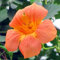 Haloppe 100 Stücke Campsis Grandiflora Blumen Pflanzen Samen für Hausgarten Pflanzen, Frischer Garten Bunte Kletterpflanzen Samen Campsis Grandiflora-Samen