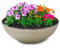 matches21 HOME & HOBBY Pflanzschale für draussen in Champagner beige 20 x 7,5 cm als wetterfeste Blumen-Schale