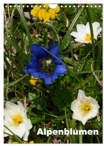 Alpenblumen (Wandkalender 2026 DIN A4 hoch), CALVENDO Monatskalender: Dieser Kalender zeigt die bunte Vielfalt der Alpenflora. (CALVENDO Natur)