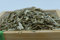 Hojas de Olivo 1000 gr - Olivo para Infusión Natural 100 % 1 Kg