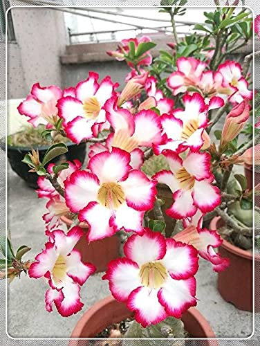 Rosa del deserto pianta vera/Splendidi Colori/Lampadine importate/Tenace-2,2Bulbis