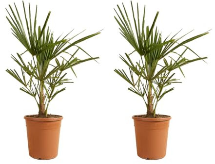 2x Trachycarpus Fortunei - Palma cinese - Palma - Resistente all'inverno - ⌀21 cm - 60-70 cm