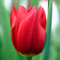 Samen Semi di GERMINAZIONE: 12 Darwin Rouge Apeldoorn Tulpenzwiebeln – Größe 12+ cm – Bestellen Sie Ora für Trasporto di Caduta