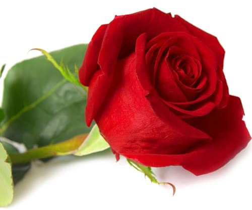 Rose Plants, Red Rose, 1 x Full Plant in 5 Litre Pot, Roses, Garden Ready, Premium Quality Roses