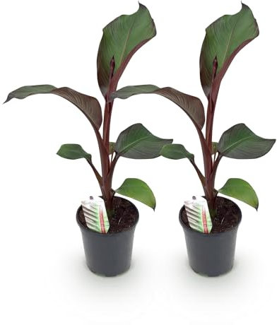 Bananenpflanze Ensete ventricosum Maurelli – 2 Pflanzen – Winterhart – Obstpflanze – Topf Ø17 cm, Höhe ca. 40 cm – Exotischer Blickfang für Garten, Balkon & Terrasse