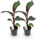 Bananenpflanze Ensete ventricosum Maurelli – 2 Pflanzen – Winterhart – Obstpflanze – Topf Ø17 cm, Höhe ca. 40 cm – Exotischer Blickfang für Garten, Balkon & Terrasse