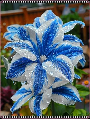 Lebende Pflanzen,Mysteriöse magische Glühbirne, Mehrjährige Blumenzwiebel ist winterhart, Winterhart pflanzen, Blumenzwiebel Mix-1 Amaryllis Birne