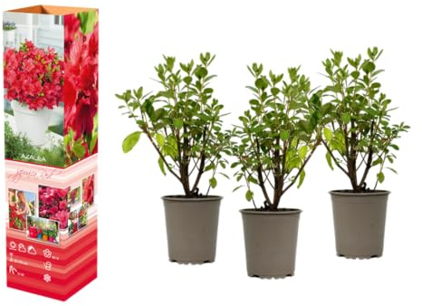 Azalea rododendro pianta in vaso da 20 – 38 cm in vaso da 9 cm, arbusto ornamentale fiorito, pianta compatta dal colore intenso dei fiori (6, rosso)