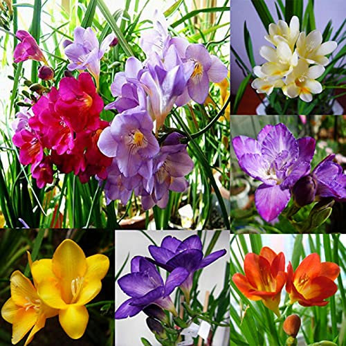 100 Stück Freesien-Zwiebelsamen, Parfüm, Blume, mehrjährige Pflanze, Heim-/Gartendekoration, Freesien-Samen für Frauen, Männer, Kinder, Anfänger, Gärtnergeschenk