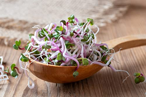500 g Radieschen Sprossen Samen Bio Keimsaat für Sprouts Microgreens